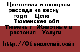 Цветочная и овощная рассада на весну 2017 года. › Цена ­ 15 - Тюменская обл., Тюмень г. Животные и растения » Услуги   